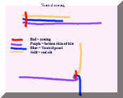 Ventral sewing.jpg (15109 bytes)